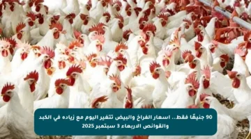 90 جنيهًا فقط.. أسعار الفراخ والبيض تتغير اليوم مع زيادة في الكبد والقوانص الأربعاء 3 سبتمبر 2025